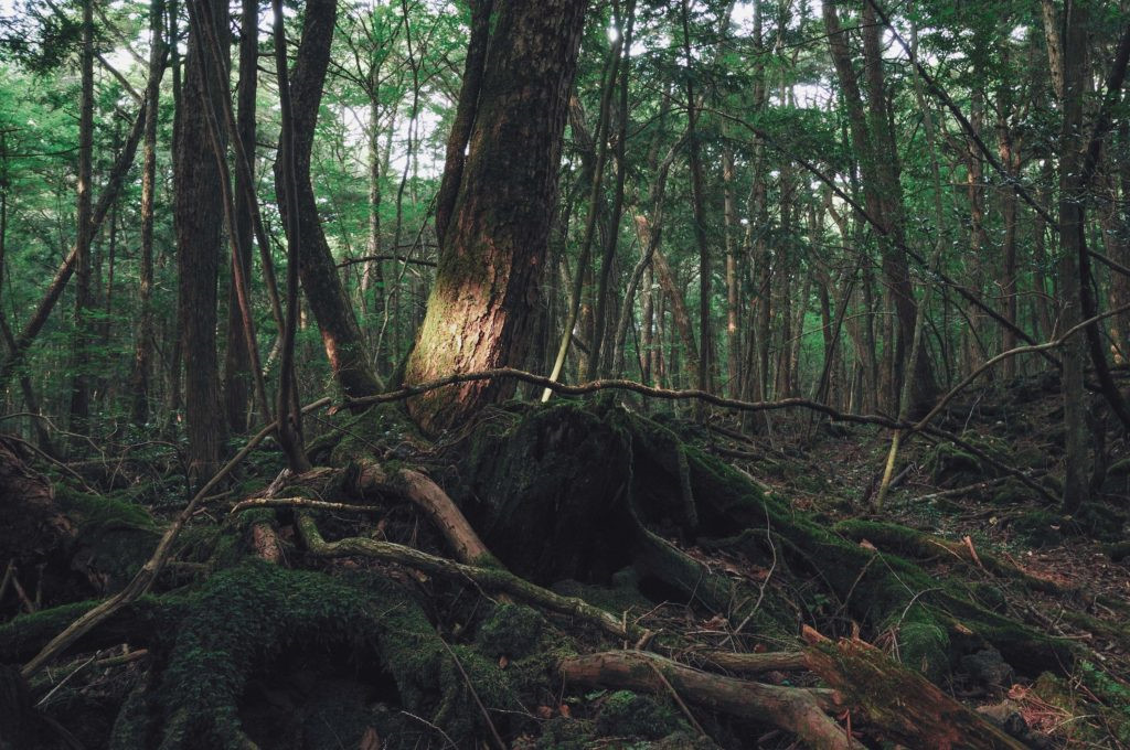 Aokigahara_forest_011024x680