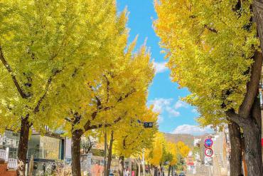 Hàng cây lá vàng trăm tuổi trên phố cổ ở Hàn Quốc